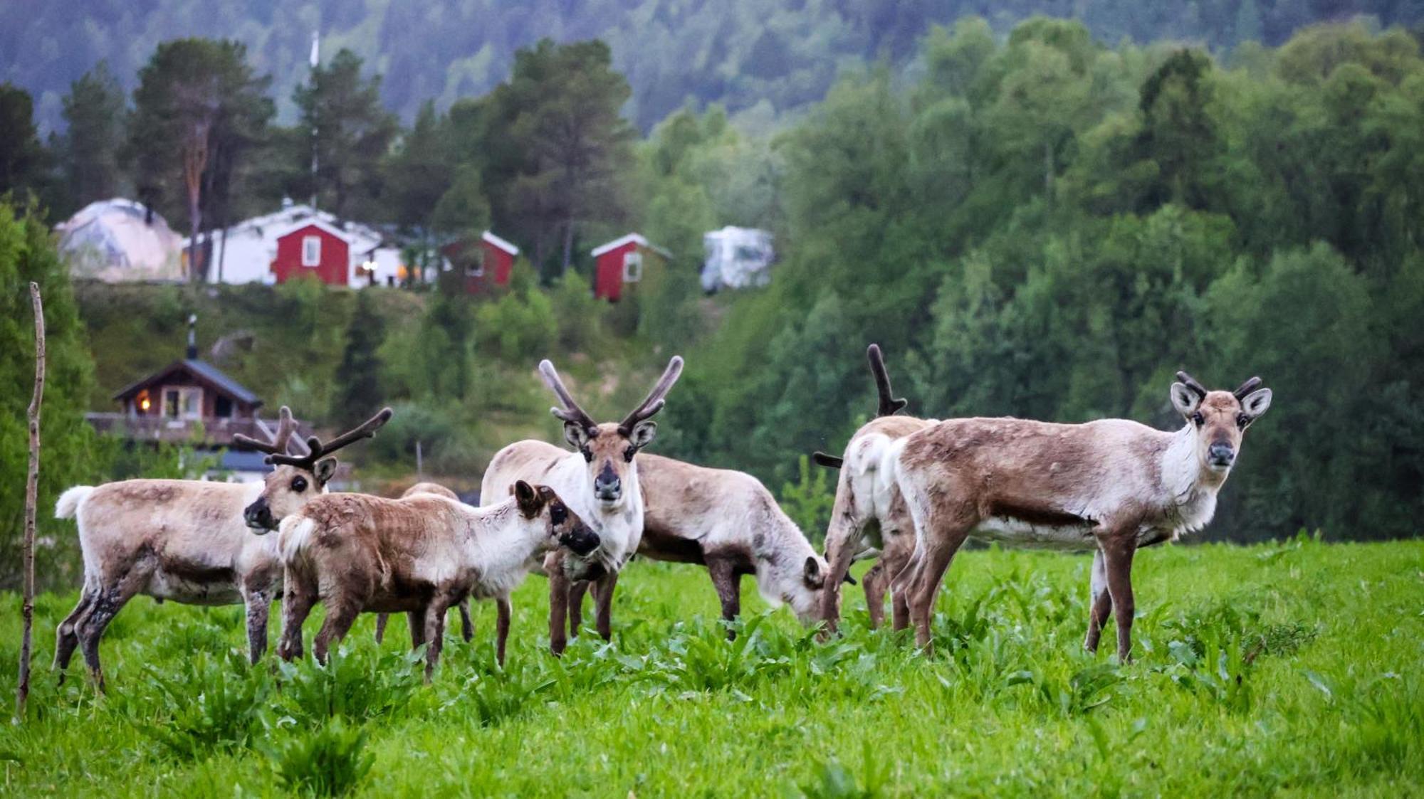 Norwegian Wild Villa Brygghaugen Kültér fotó